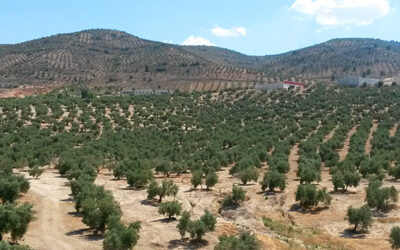 El mercado del aceite de oliva en España