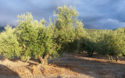 El olivo: Un árbol con gran simbolismo
