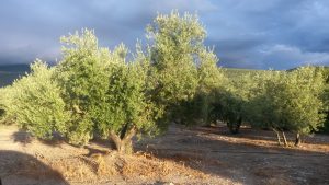 olivo italia aceite 