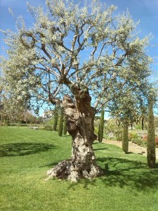 Olivo en un Jardín