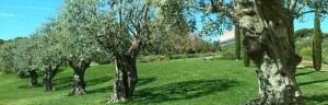 Los olivos como planta de jardín