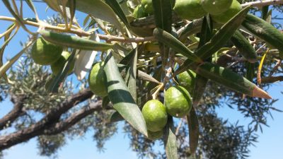 El aceite de oliva en Francia: Denominaciones de Origen y variedades